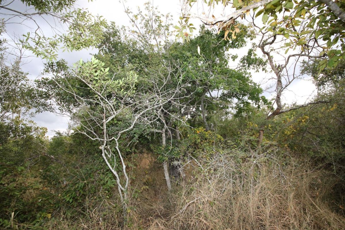 Vacant Land in MODITLO NATURE RESERVE - Photo 2