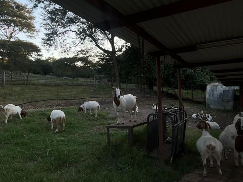 Rare 51ha Farm Jewel: A Versatile Opportunity with Prime Main Road Frontage - Photo 9