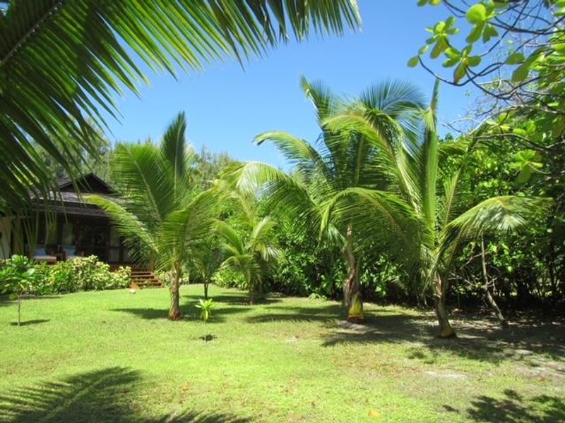 A lush, well-maintained garden area featuring mature palm trees and tropical landscaping, providing a serene outdoor setting for the villa.