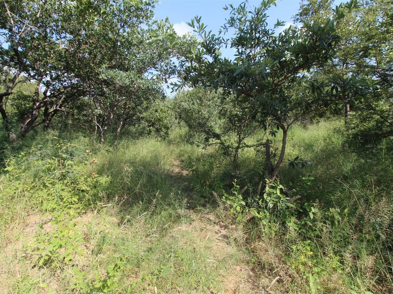 A view of the natural, undeveloped residential land featuring mature trees and dense native vegetation.