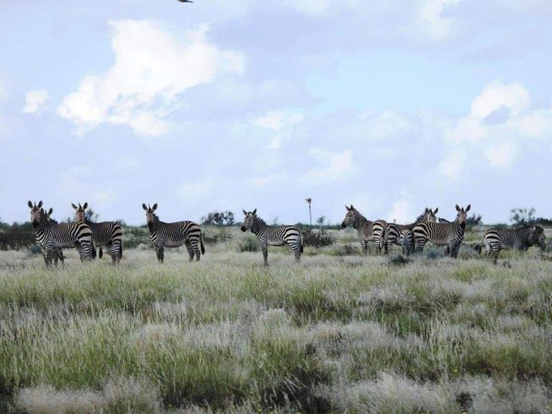 GAME FARM FOR SALE IN NOORDOEWER DISTRICT: - Photo 5