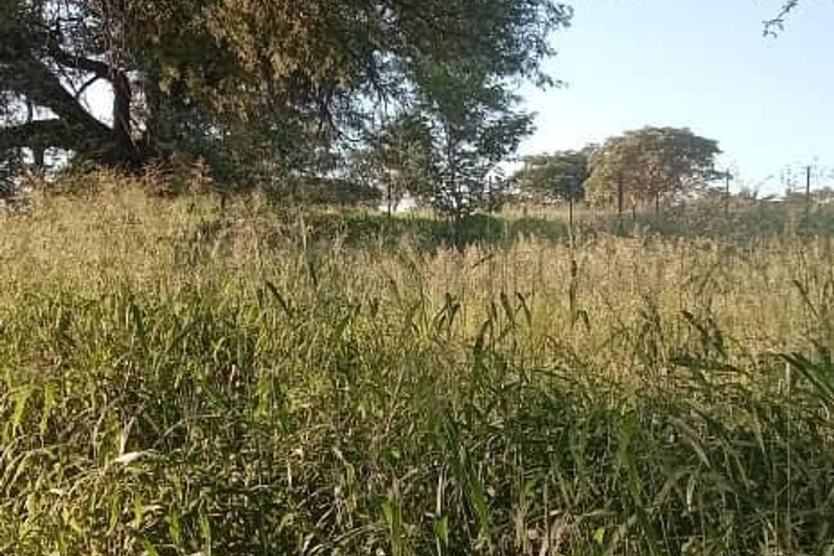 A view of the open farm land featuring tall grass and mature trees, showcasing the natural landscape of the property.