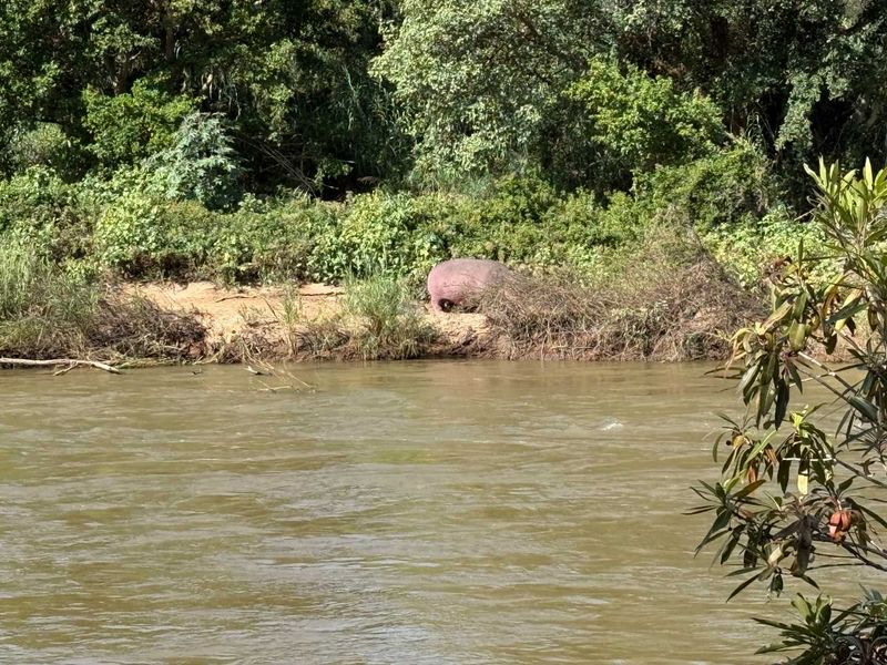 A scenic view of a riverbank featuring lush natural vegetation and wildlife, highlighting the tranquil and natural setting of the property.