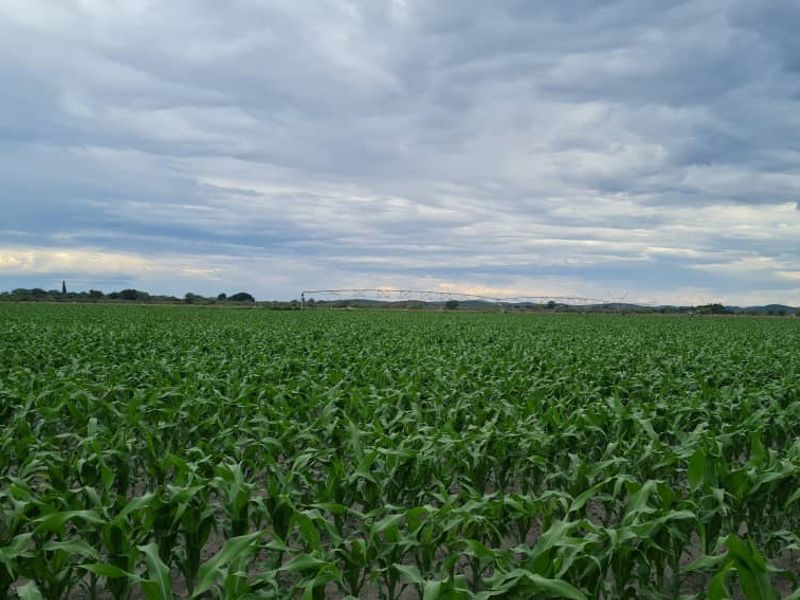 Irrigation Small Holding For Sale in Tsumeb Area - Photo 5