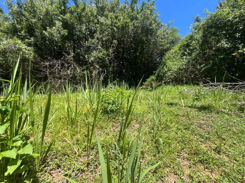 A view of a vacant residential plot featuring dense natural vegetation and mature trees, suitable for future development.