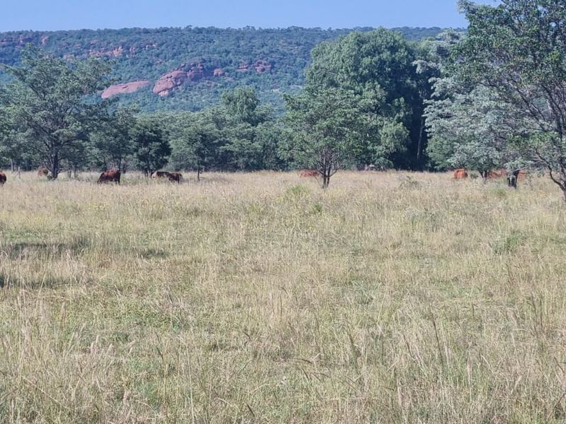 Vacant Land De Tweedespruit Cullinan - Photo 5