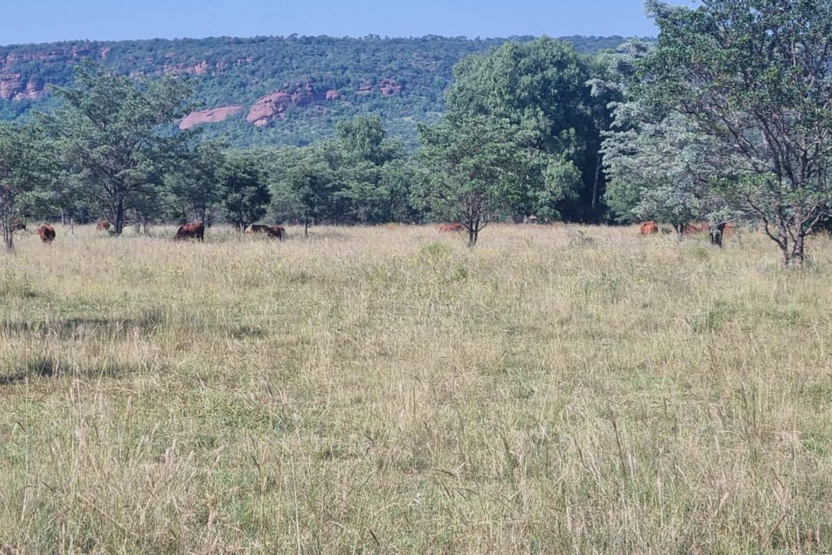 Vacant Land De Tweedespruit Cullinan - Photo 5