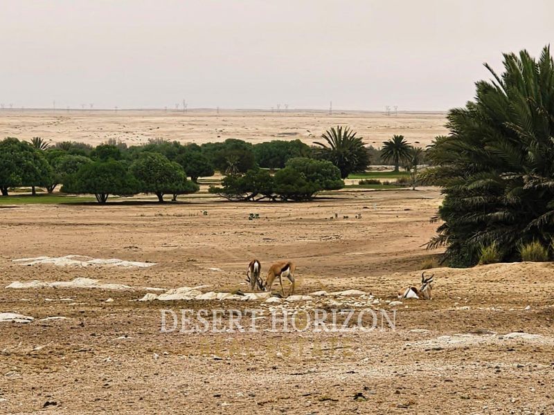 A scenic view of an arid landscape featuring mature palm trees and natural vegetation, showcasing the property's expansive outdoor surroundings.