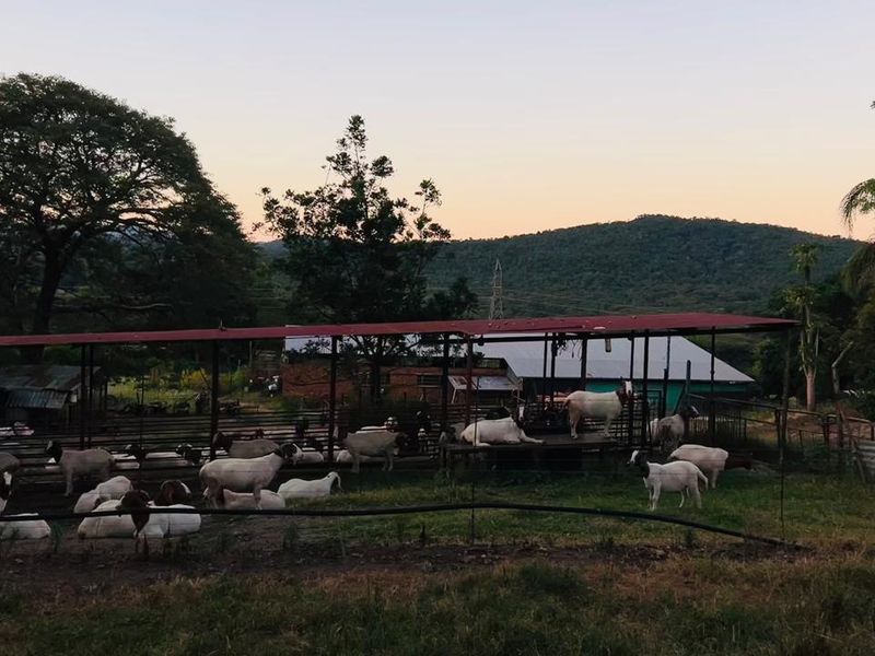 Rare 51ha Farm Jewel: A Versatile Opportunity with Prime Main Road Frontage - Photo 6