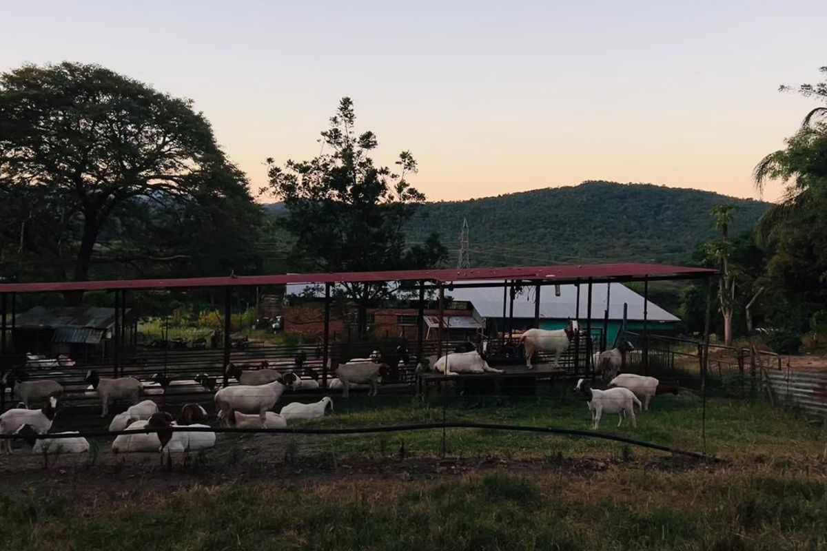 Outdoor livestock enclosure featuring a metal-roofed shelter structure set against a scenic rural landscape with mountain views.