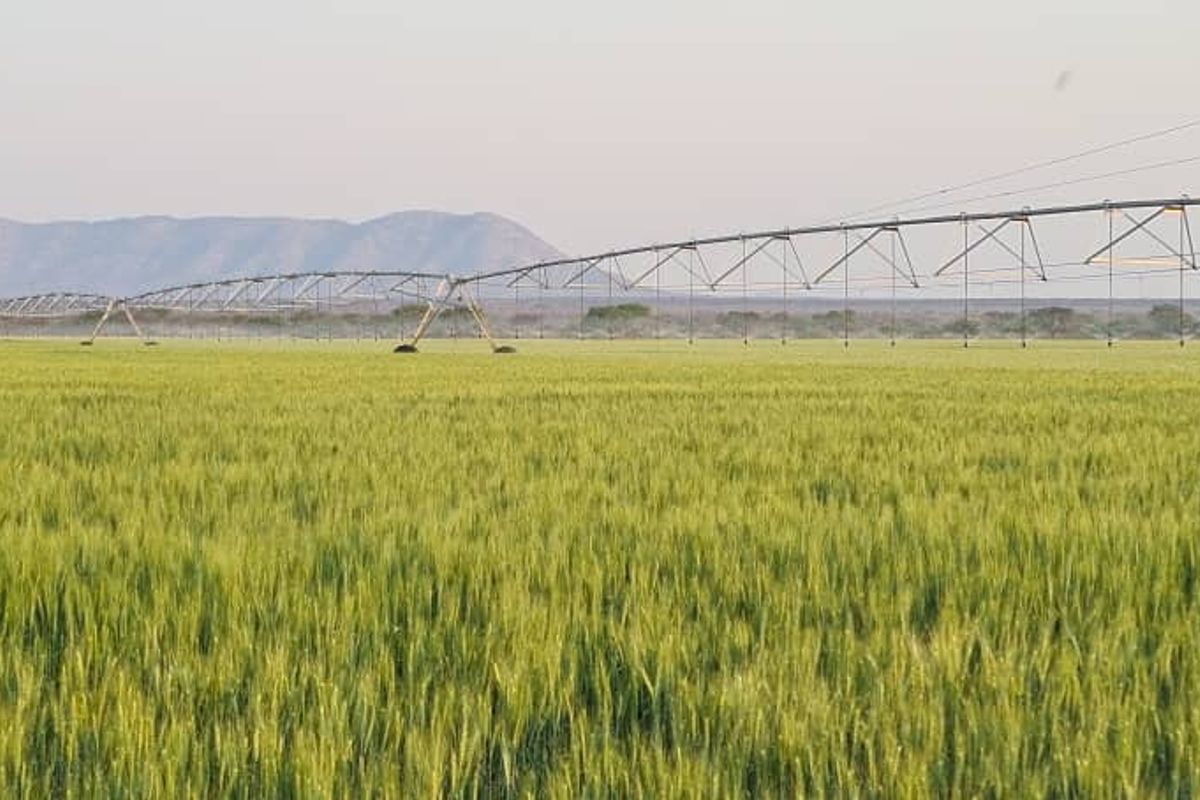 Expansive agricultural field featuring a large-scale center pivot irrigation system set against a scenic mountain backdrop.