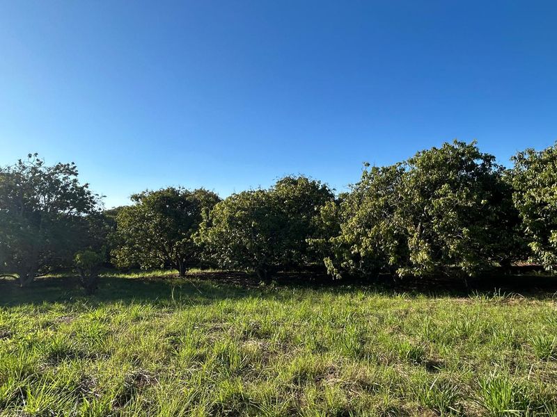 Exclusive Mandate: Stunning Prime Farm with Idyllic River Frontage Just a Stone's Throw from Tzaneen - Photo 2