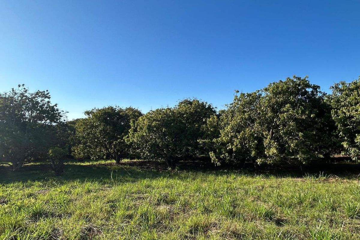 Exclusive Mandate: Stunning Prime Farm with Idyllic River Frontage Just a Stone's Throw from Tzaneen - Photo 2