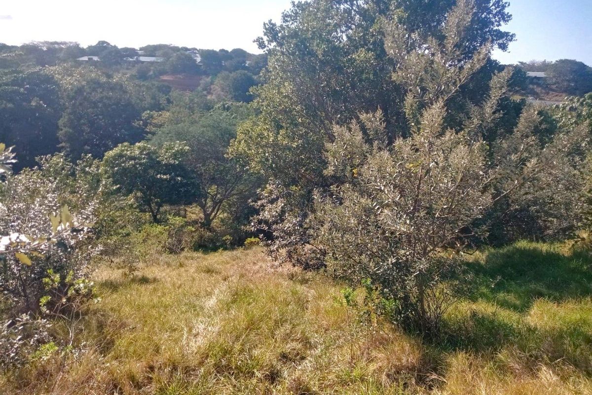 A view of the natural landscape and vegetation on the vacant residential land.