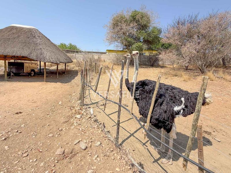 Outdoor area on a small holding featuring a traditional thatch roof lapa and wire mesh fencing.