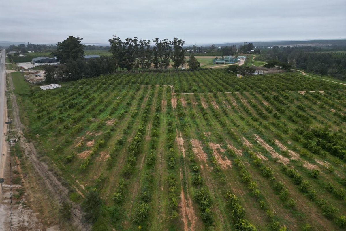 Aerial view of a large agricultural farm property featuring extensive orchard rows and established access infrastructure.