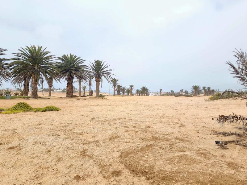A wide, open sandy residential plot featuring mature palm trees and natural landscaping.