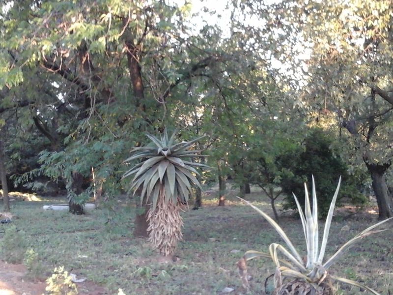 A view of a garden area featuring mature trees and established aloe plants on the property grounds.