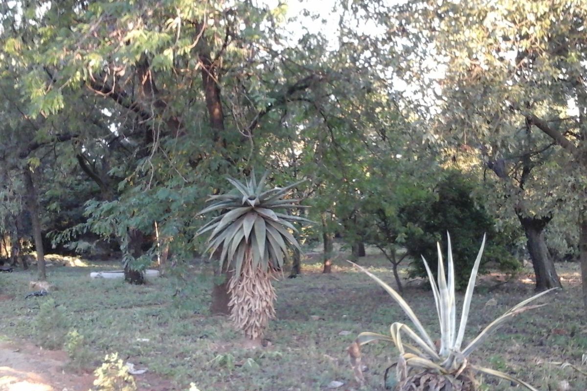 A view of a garden area featuring mature trees and established aloe plants on the property grounds.