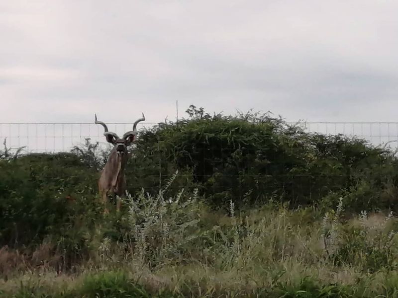 Outjo, 701 Ha Smallholding is for Sale - Photo 7