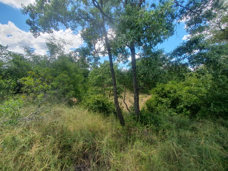 Welcome to the South African bushveld!   Lovely vacant riverbed stand for sale! - Photo 7