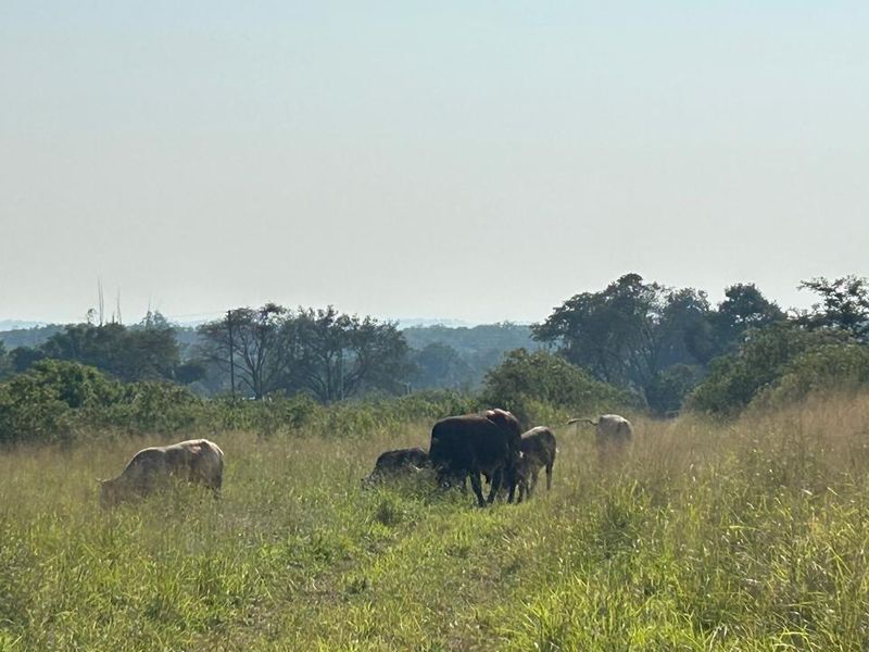 21 ha Mixed-Production Farm with Strong Water Availability - Photo 6