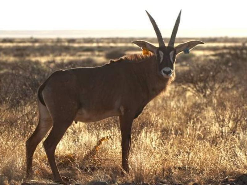 FARMING - HUNTING & TOURIST LODGE FOR SALE - Photo 4