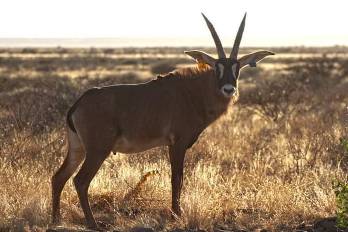 FARMING - HUNTING & TOURIST LODGE FOR SALE - Photo 4