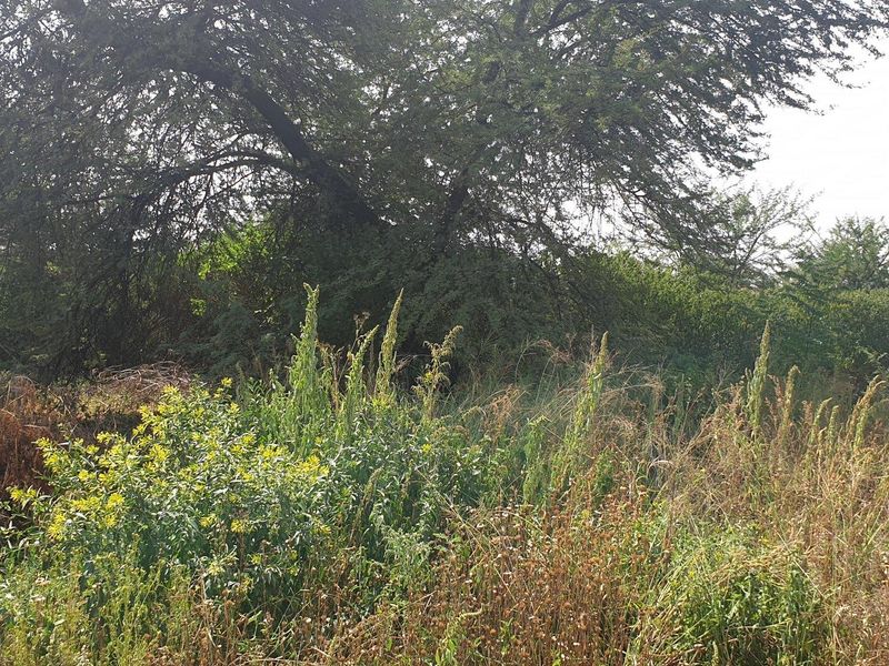 Land for Sale - Photo 5