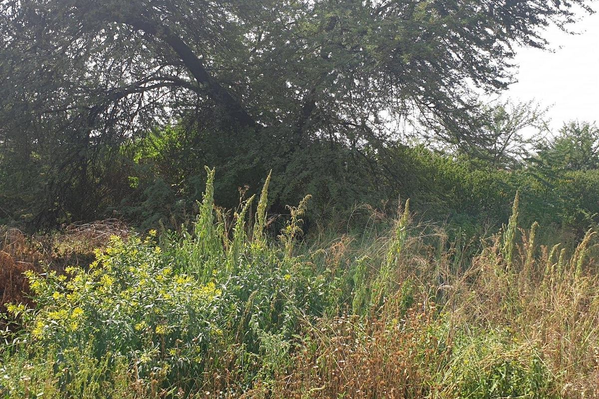 Land for Sale - Photo 5