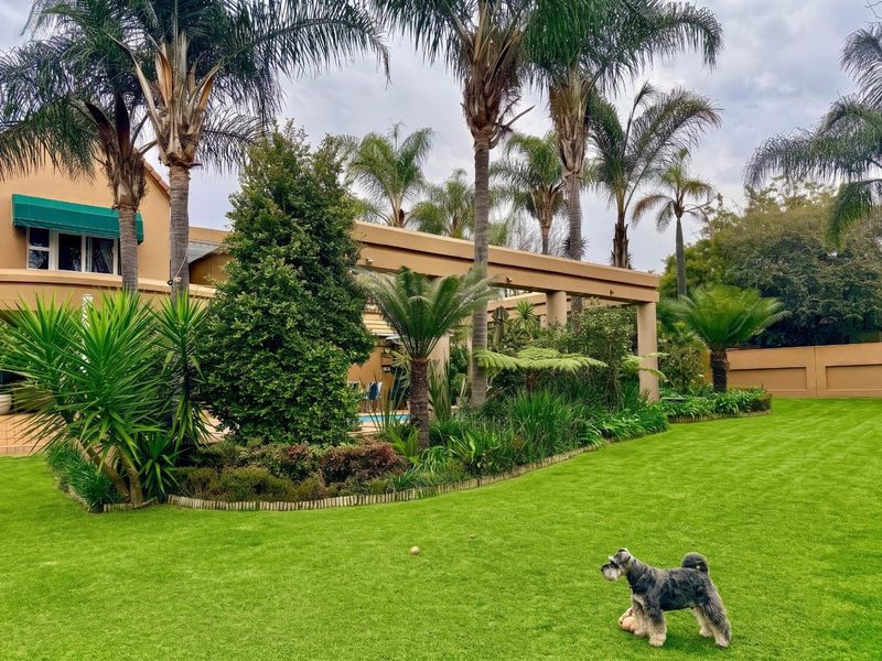 A well-maintained rear garden featuring a lush lawn, mature palm trees, and a covered patio area attached to the main house structure.