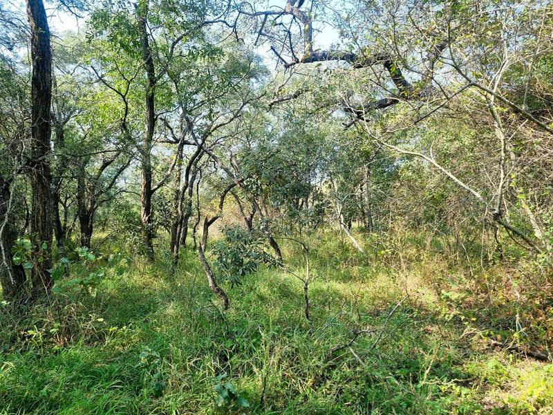 1.9-hectare riverfront stand for sale in Moditlo Wildlife Estate - Photo 8