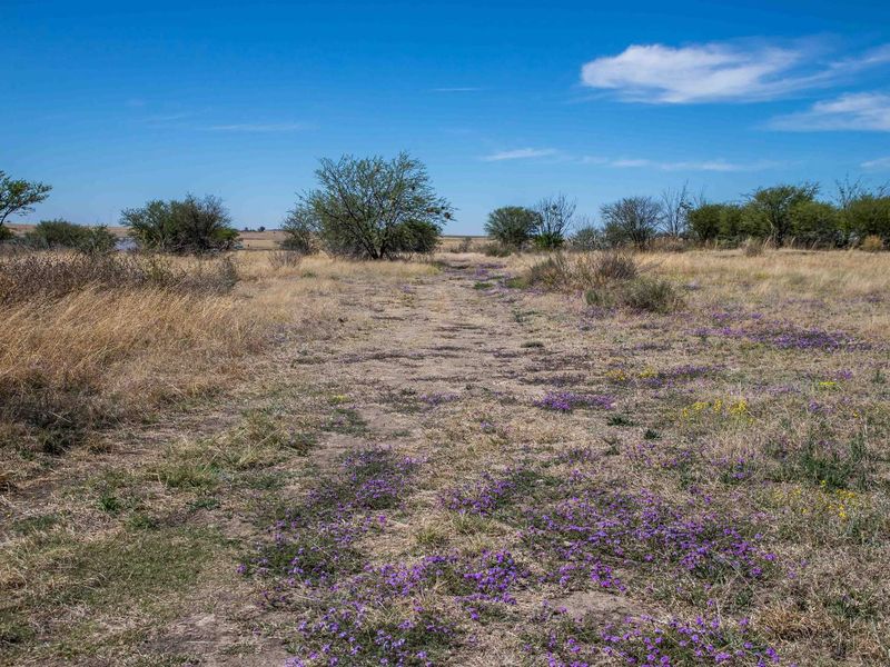 Vacant Land near Weltevrede Dam, Koppies - Plot 351 - Photo 7