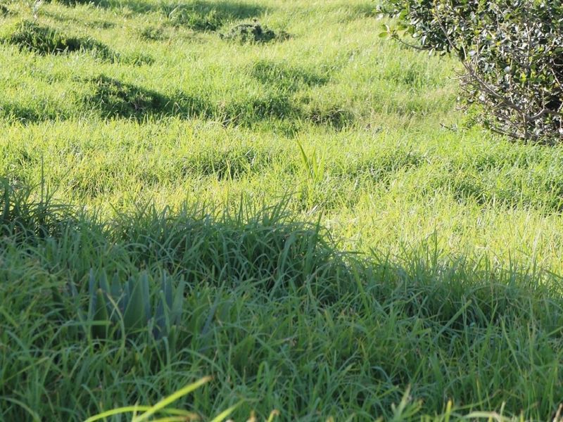 Vacant Land For Sale In Dana Bay - Photo 9