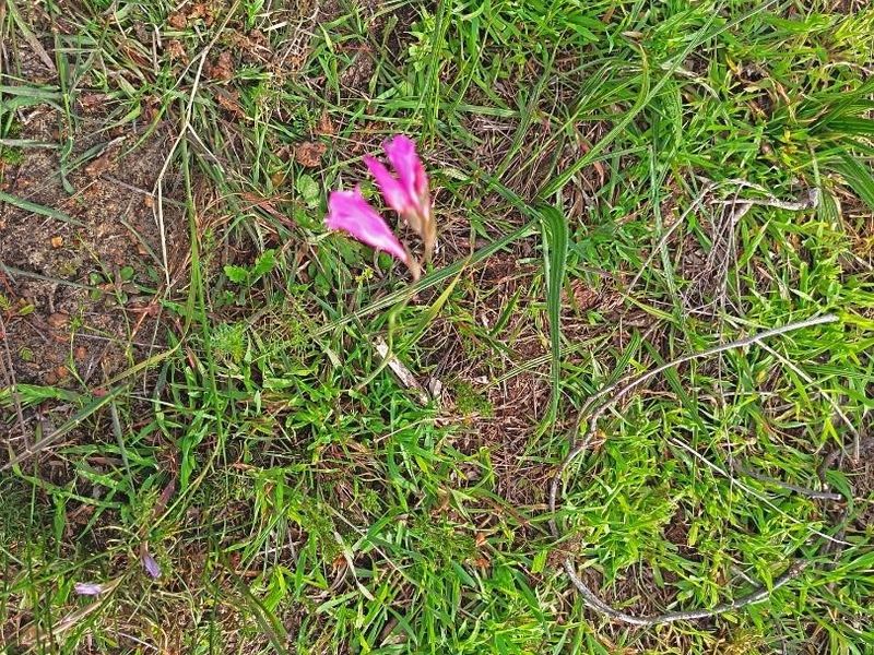 Two for the price of one - Photo 6