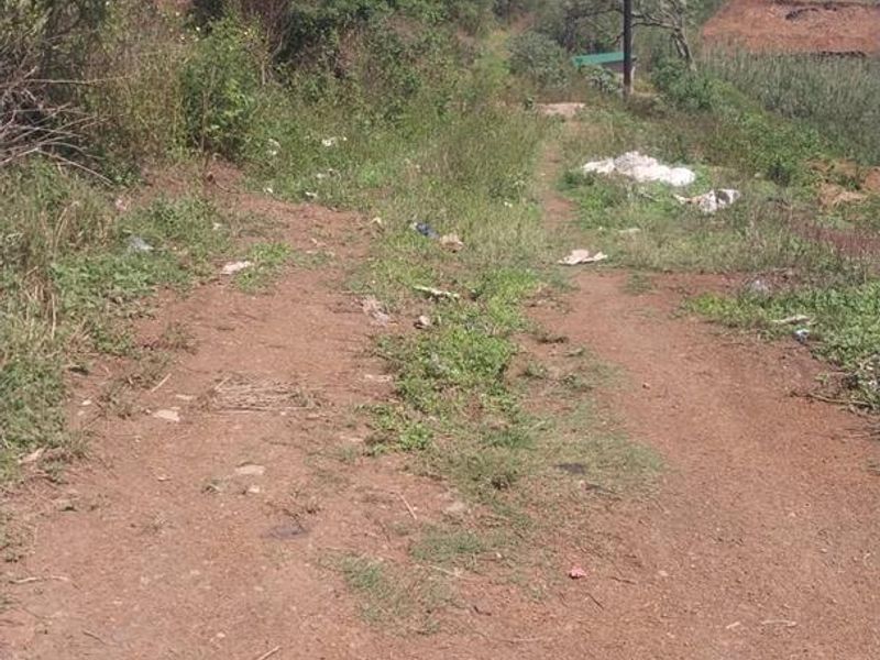 An unpaved dirt access path on the farm property featuring natural vegetation and a utility pole.