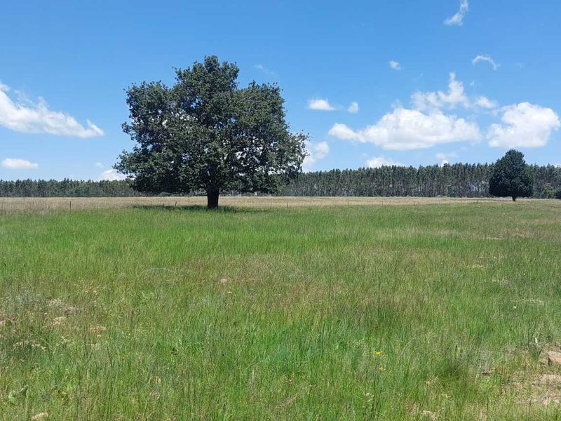 600ha Multi-Income Farm & Lifestyle Estate – Belfast / Dullstroom Area - Photo 9