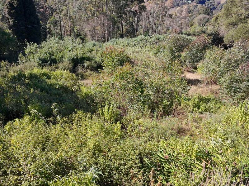 A sloped residential plot featuring dense native vegetation and mature trees, offering a natural landscape setting.