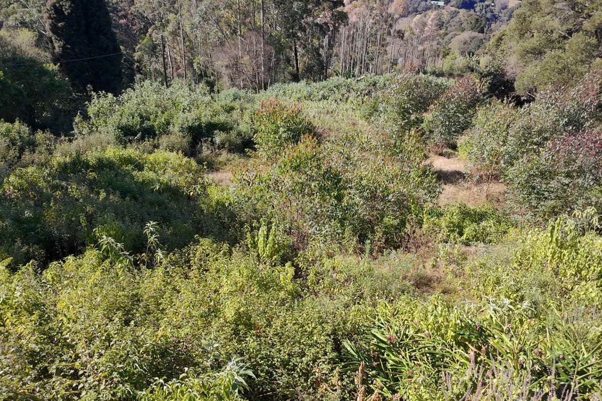 A sloped residential plot featuring dense native vegetation and mature trees, offering a natural landscape setting.