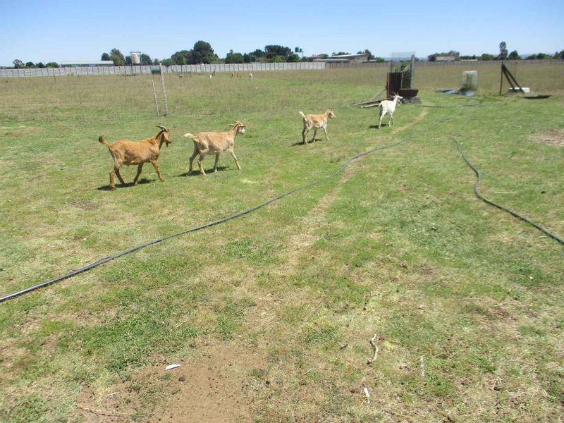 An open agricultural land plot featuring perimeter fencing and basic irrigation piping across the grassed area.