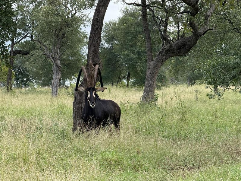 731ha Elite Game Breeding Operation | Gravelotte-Hoedspruit - Photo 4