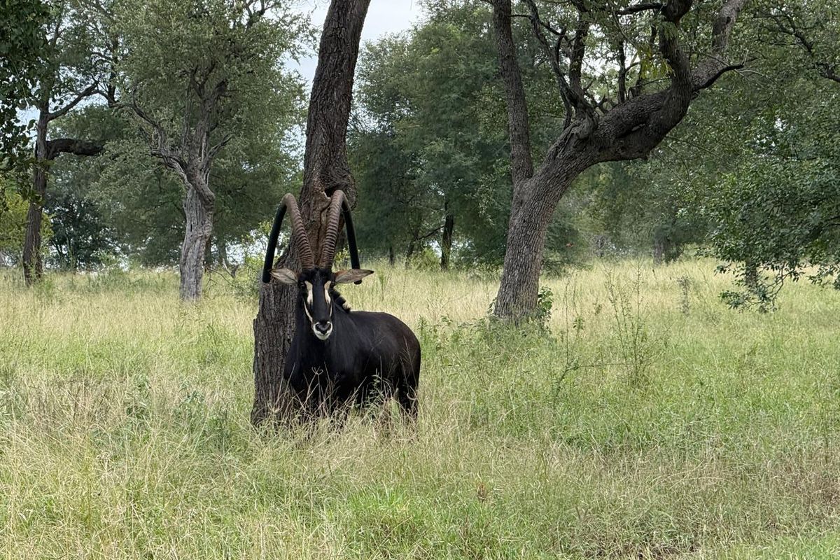 731ha Elite Game Breeding Operation | Gravelotte-Hoedspruit - Photo 4