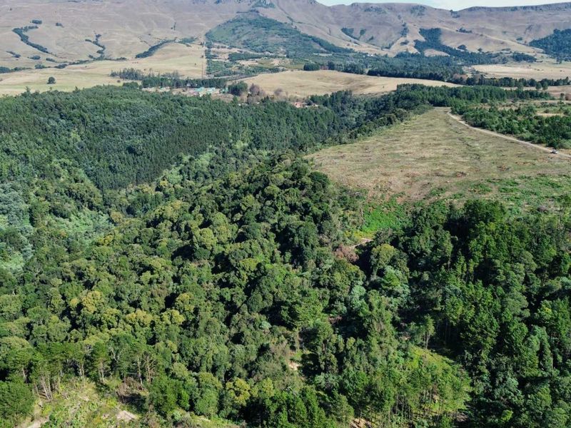 25-Hectare Vacant Land with Forest and Panoramic Views in the Midlands, Howick Rural - Photo 3