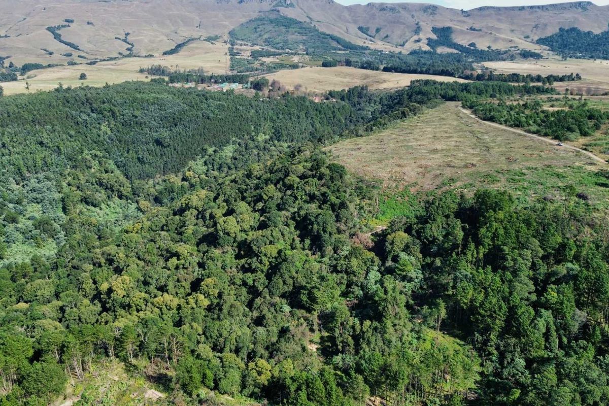 25-Hectare Vacant Land with Forest and Panoramic Views in the Midlands, Howick Rural - Photo 3