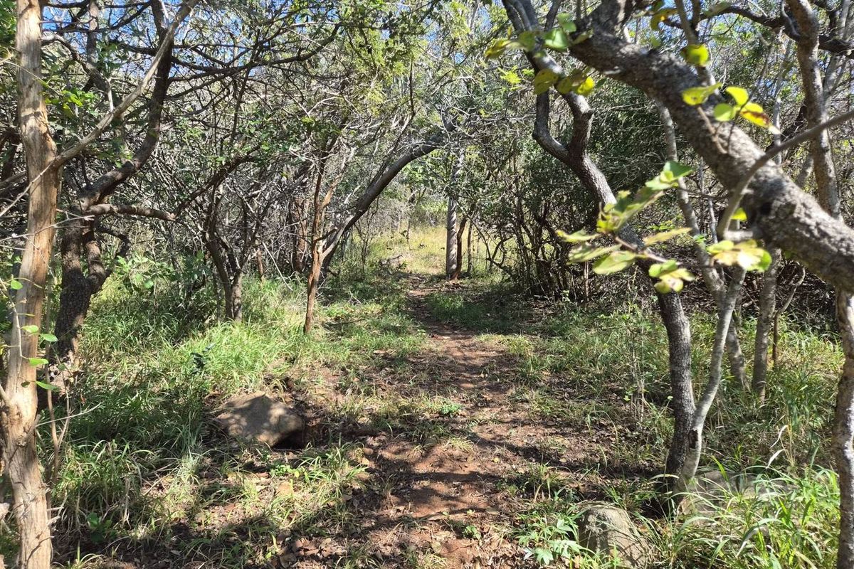 A natural, wooded area featuring established native trees and indigenous vegetation on the vacant residential land.