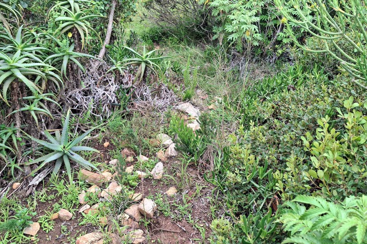 A view of the natural, undeveloped garden area featuring indigenous plants and rocky ground cover on the residential property.