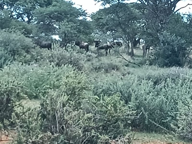 READY FOR DEVELEPMONT. 14 PLOTS . IN GAME FARM. BEAUTIFUL VIEW. - Photo 5