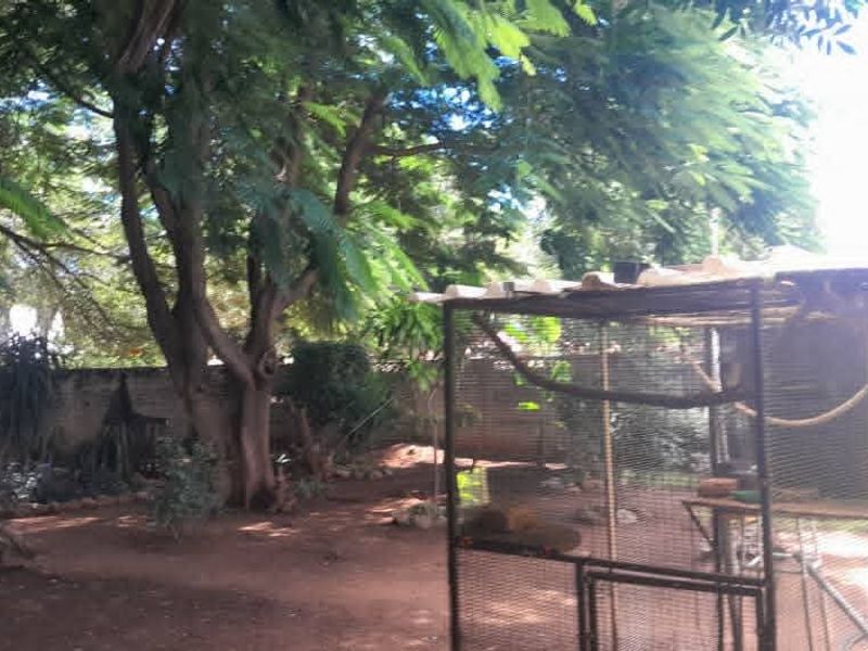 A spacious garden area featuring mature trees and a boundary wall, providing a natural outdoor setting.