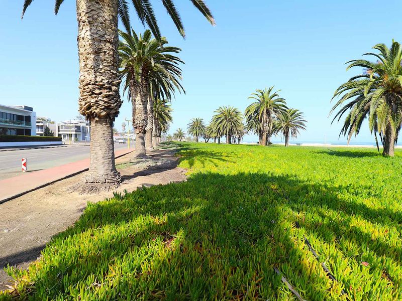 A scenic view of a coastal road lined with mature palm trees and lush green ground cover overlooking the ocean.