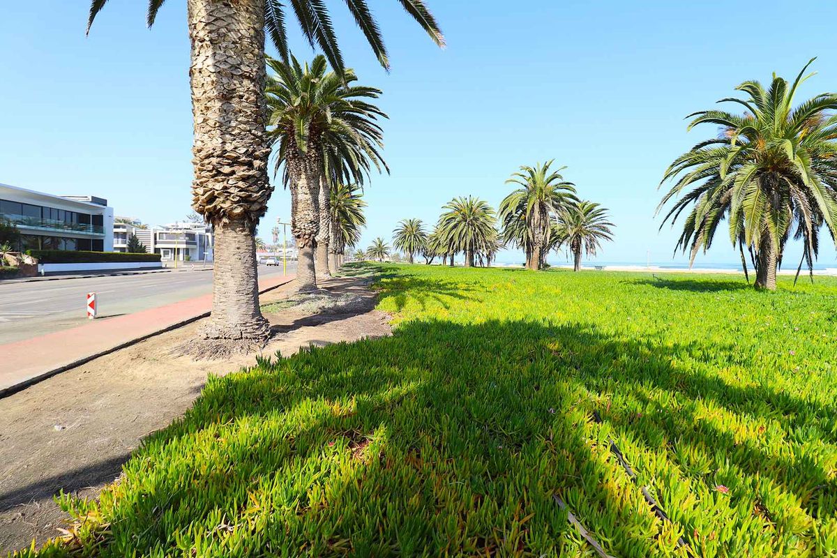 A scenic view of a coastal road lined with mature palm trees and lush green ground cover overlooking the ocean.